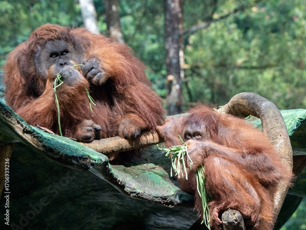 Fototapeta Group of Orangutans Eating Vegetables Together While Sitting on a Rock Surrounded by Trees in the Wild