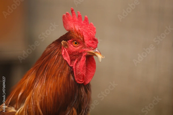 Fototapeta петух в курятнике