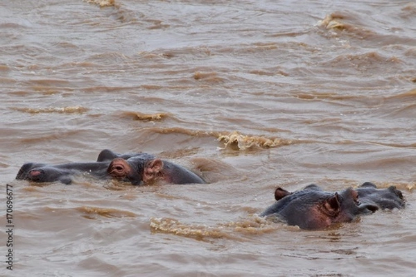 Obraz アフリカのカバ