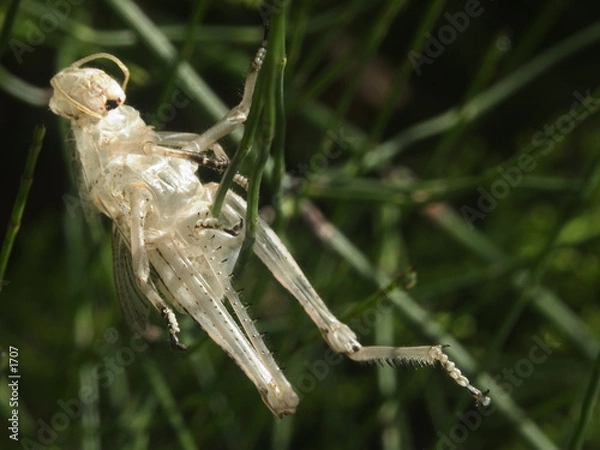 Obraz Mue de sauterelle