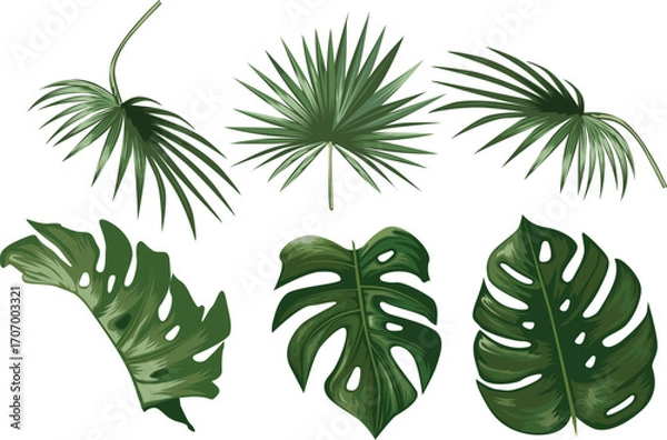 Fototapeta Tropical Palm and Monstera Leaf Illustration Collection Botanical Vector Design