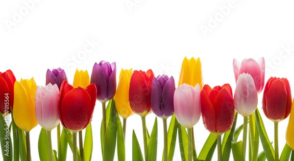 Fototapeta Colorful Tulip Row in Red, Yellow, Purple, Pink, and White