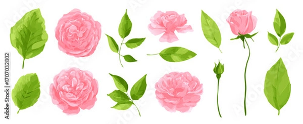 Fototapeta Set of Pink Roses and Green Leaves in a High Quality Vector Floral Elements Collection