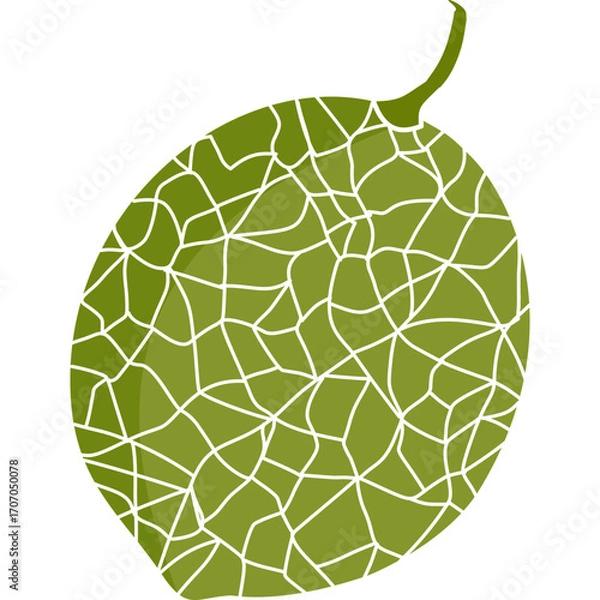 Fototapeta Vector illustration of whole cantaloupe melon with detailed green rind texture. Fresh tropical fruit design for healthy food and summer themes.