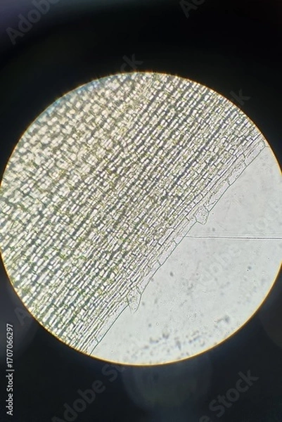 Fototapeta Microscopic image of Elodea leaf cells showing organized rectangular structure and visible chloroplasts at 400x magnification.