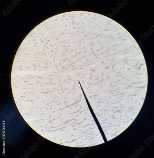 Fototapeta Microscopic image of human cardiac muscle tissue, displaying striated fibers and nuclei, with pointer indicating cell structure.
