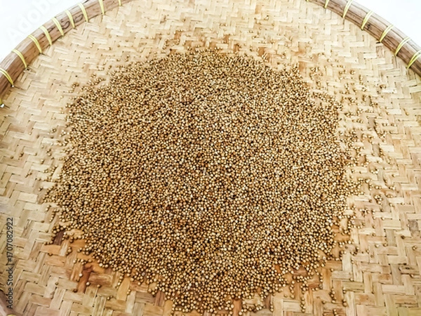 Fototapeta Dry the coriander in the sun. The traditional process of drying coriander.