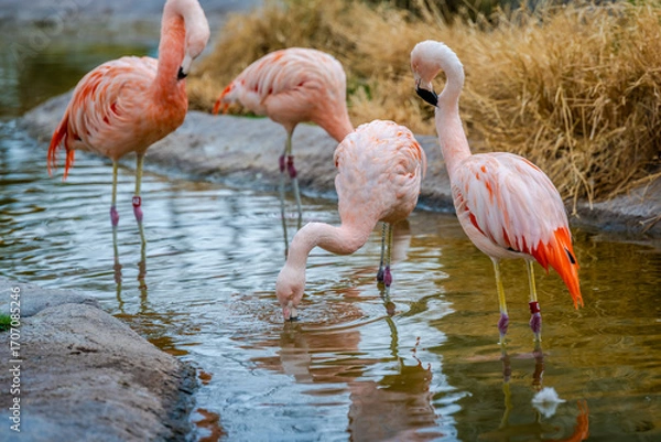 Fototapeta A group of Chilean Flamingoes in Tucson, Arizona