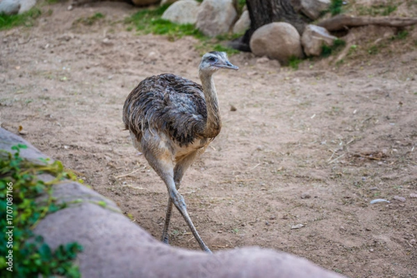 Fototapeta A Rhea in Tucson, Arizona