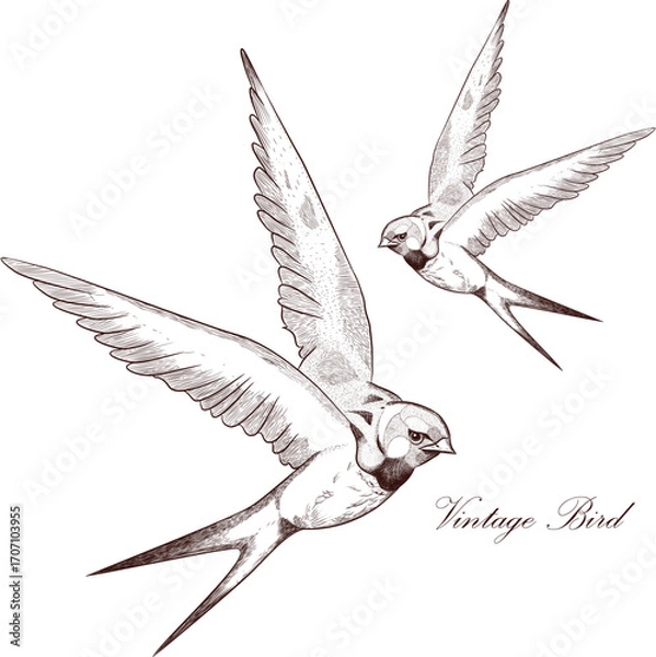 Fototapeta Flying Swallow Bird Sketch in Black and White Minimalist Hand Drawn Illustration