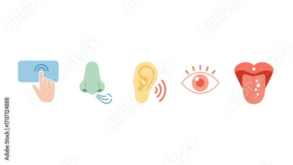 Fototapeta A collection of colorful flat design icons representing the five human senses. Vector symbols for sight, sound, smell, taste, and touch on a white background