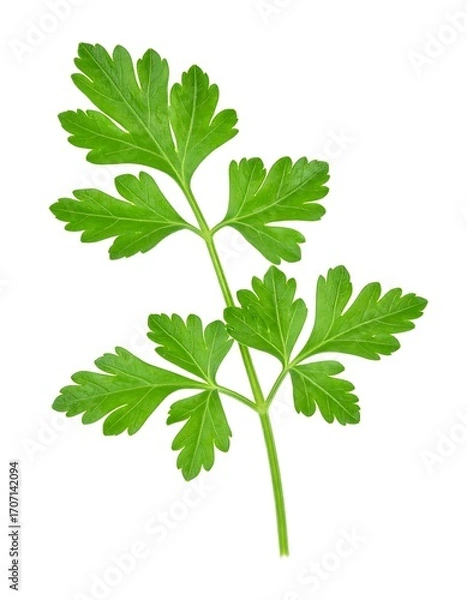 Obraz Fresh parsley sprig against white background