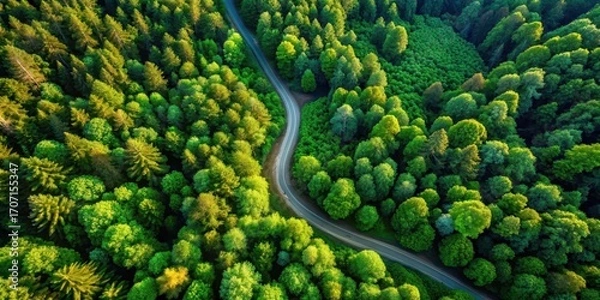 Fototapeta Aerial View of a Winding Road Through a Lush Green Forest Canopy