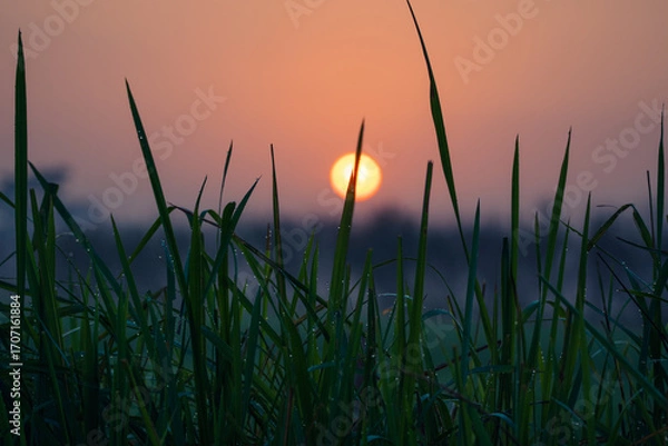 Obraz sunset in the grass