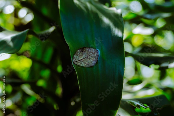 Obraz green leaves on the tree