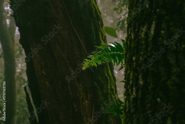 Obraz tree in the forest