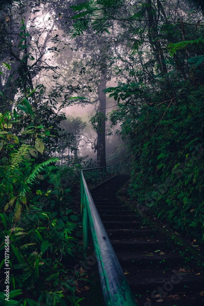 Obraz path in the forest