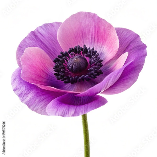 Obraz pink flower isolated on white