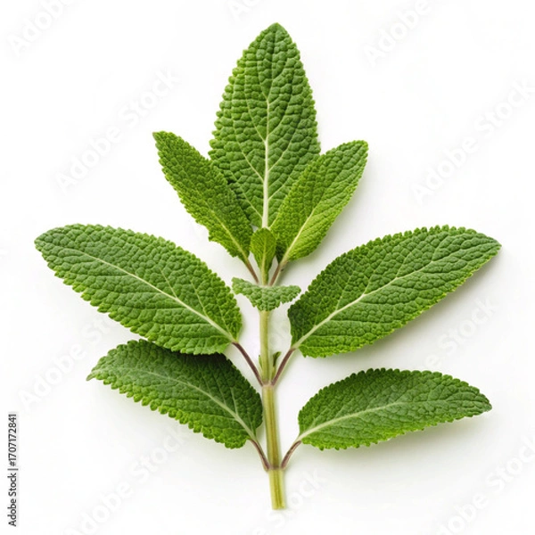 Obraz green nettle isolated on white background