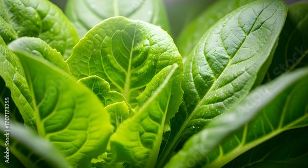 Obraz Close up of fresh green romaine lettuce growing indoors under led lighting