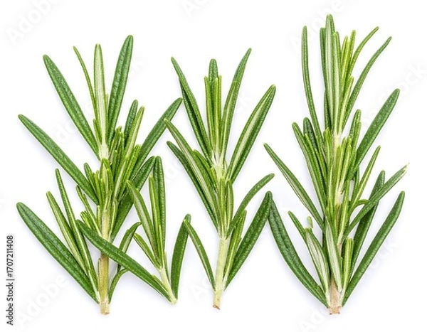Obraz Fresh rosemary sprigs on white background