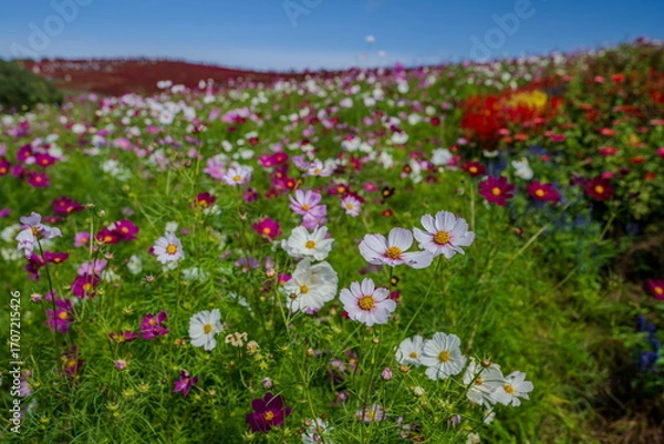 Fototapeta 秋を彩るコスモスとコキアの紅葉