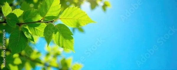 Fototapeta Vibrant green leaves of a tree reaching towards a clear, azure blue sky on a sunny day Perfect for nature, spring, or environmental themes , natural, organic, spring
