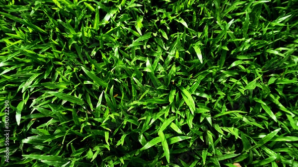 Fototapeta Green leaf