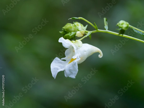 Obraz 清楚な白花のツリフネソウ