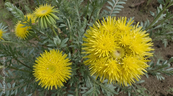 Fototapeta Daucus carota 'Jaune obtuse du Doubs', Carotte