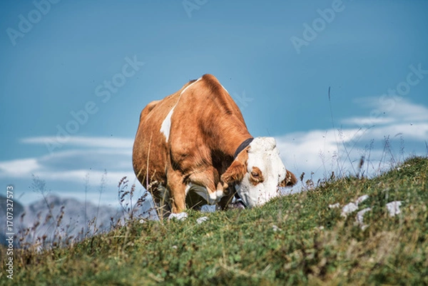 Fototapeta Mountain cow on pasture eats grass