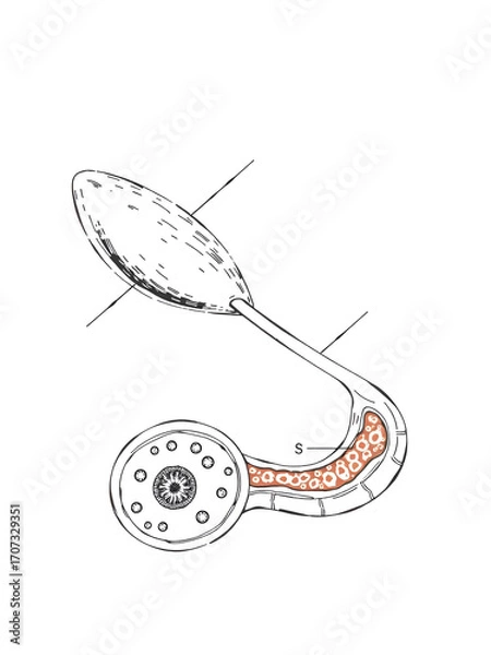 Fototapeta human taste bud, including lingual epithelium, taste receptor cells, and connective tissue structure diagram hand drawn schematic vector illustration. Medical science educational illustration