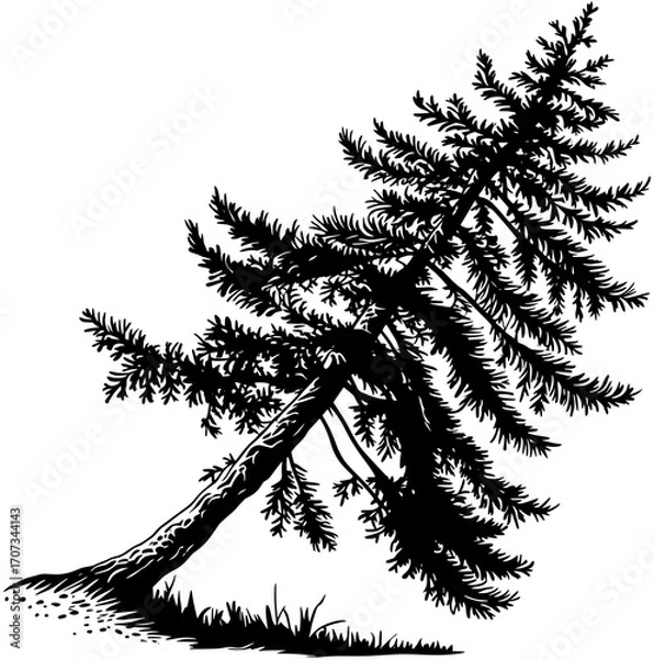 Obraz pine tree silhouette