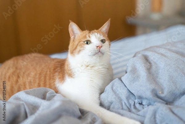 Fototapeta 気になって見つめる猫の視線　茶トラ白	