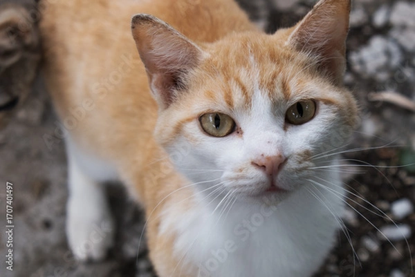 Obraz こちらを見つめる若い茶白猫