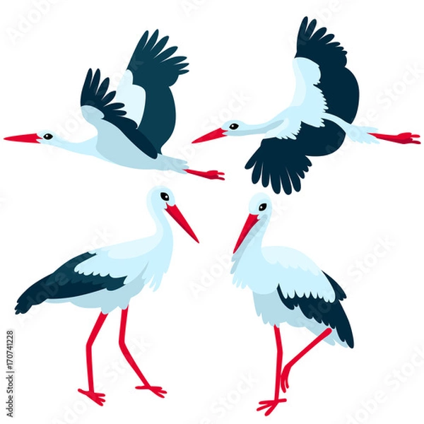 Obraz Stork standing and flying on white background / There are some storks in cartoon style
