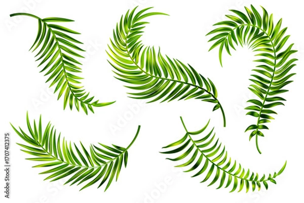 Obraz Tropical palm leaves of coconut tree. Vector summer green branch isolated on white background. Foliage of exotic plants. Floral design elements set. Botanical illustration