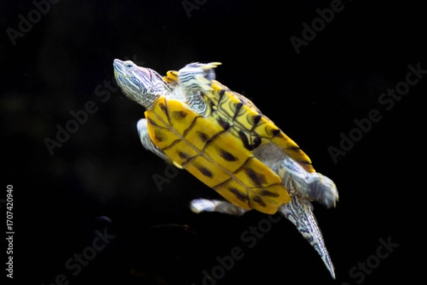 Obraz Celestial Drifter: The Painted Silence