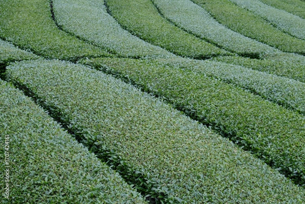 Obraz 山間部の茶畑