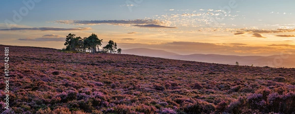 Fototapeta Panorama of Hepburn Moor and Cheviot Hills beyond.  Hepburn Moor is located near Chillingham, north Northumberland in the North East of England and is covered in blooming heather during summer