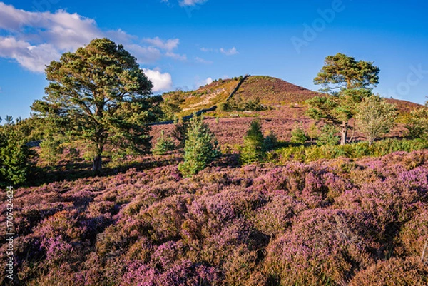 Fototapeta Heather and Scots Pines below Ros Hill, on Hepburn Moor located near Chillingham, north Northumberland in the North East of England and is covered in blooming heather during summer