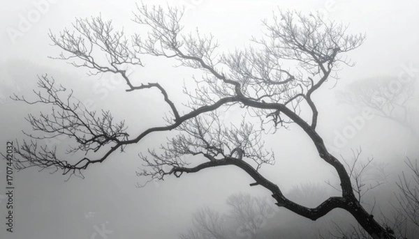Fototapeta A majestic, bare tree's silhouette stands out against a dense, misty landscape, creating a serene and tranquil scene.
