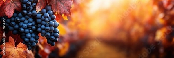 Fototapeta Ripening grapes on vine with autumn leaves in warm vineyard background. Seasonal harvest concept, horizontal banner with copy space for text, product presentation or promotional use