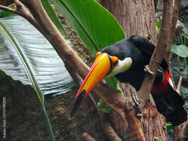 Fototapeta a toucan sitting on a branch and stretching the head with big yellow beak
