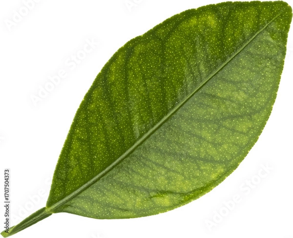 Obraz Falling citrus leaf isolated