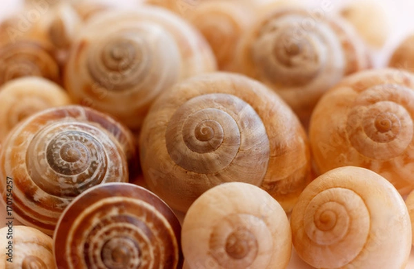 Fototapeta Spiralne skorupy ślimaka. Skorupy żołądka. Makro, zbliżenie.