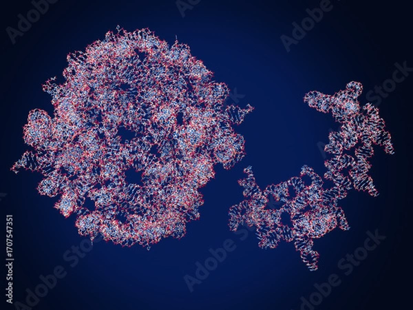 Fototapeta Multimeric RNA assemblies. Left: UCC118 Rool RNA (hexameric RNA), right: Env38-Golld RNA  Multimerization of RNA  ensures high stability, high efficacy, and prolonged action of RNA-based drugs. 