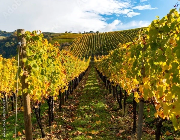 Fototapeta Autumn vineyard rows stretching to a distant hill (1)