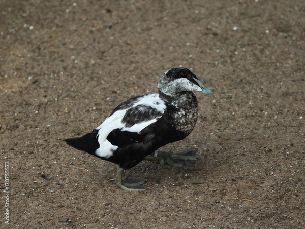 Fototapeta Eider duck