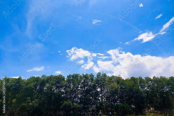 Fototapeta Neat Trees and Beautiful Sky in the Daytime